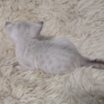 Snow-female-kitten-b