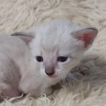 Snow-female-kitten-c