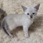 Snow-savannah-kitten-a