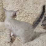 Snow-savannah-kitten