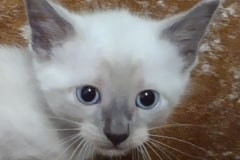 Savannah Kitten F-6SBT Snow  Male #1 DOB 4-3-25