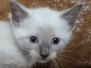 Savannah Kitten F-6SBT Snow  Male #1 DOB 4-3-25