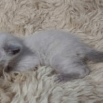 Snow-Male-Kitten-1-c