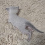 Snow-Male-Kitten-1-d