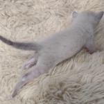 Snow-Male-Kitten-1-e