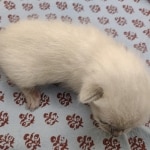 Snow-Male-savannah-kitten-1-a