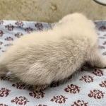 Snow-Male-savannah-kitten-1-b