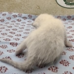 Snow-Male-savannah-kitten-1-c