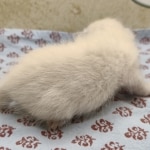 Snow-Male-savannah-kitten-1-d