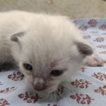 Snow-Male-savannah-kitten-1-e