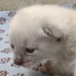 Snow-Male-savannah-kitten-1-f