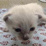 Snow-Male-savannah-kitten-1