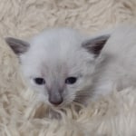 Snow-male-kitten-1-