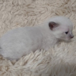 Snow-male-kitten-1-a