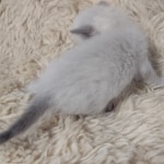 Snow-male-kitten-1-b