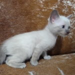 Snow-savannah-kitten-a