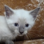 Snow-savannah-kitten-b