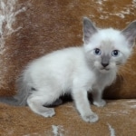 Snow-savannah-kitten