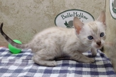 Savannah Kitten F-6SBT Snow Male #2 DOB 11-21-24