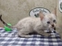 Savannah Kitten F-6SBT Snow Male #2 DOB 11-21-24