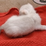Snow-Male-2-c