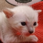 Snow-Male-2-g