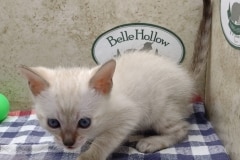 Savannah Kitten F-6SBT Snow Male #3 DOB 11-21-24