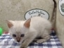 Savannah Kitten F-6SBT Snow Male #3 DOB 11-21-24