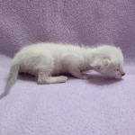 Savannah-F-6SBT-Snow-Male