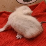 Snow-Male-kitten-3-a-Copy