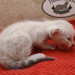 Snow-Male-kitten-3-b-Copy