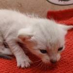 Snow-Male-kitten-3-c-Copy