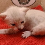 Snow-Male-kitten-3-d-Copy