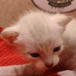 Snow-Male-kitten-3-e-Copy