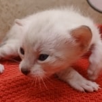 Snow-Male-kitten-3-g