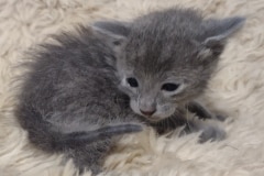Kraven Savannah Kitten F-6SBT Blue Male #2 DOB 4-3-25