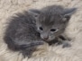 Kraven Savannah Kitten F-6SBT Blue Male #2 DOB 4-3-25