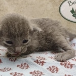 Blue-Male-Savannah-kitten-a