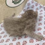 Blue-Male-Savannah-kitten-b