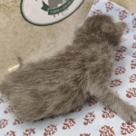 Blue-Male-Savannah-kitten-c