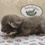 Blue-Male-Savannah-kitten-d