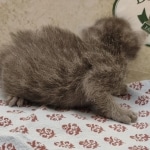 Blue-Male-Savannah-kitten-e