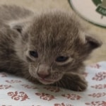 Blue-Male-Savannah-kitten-f