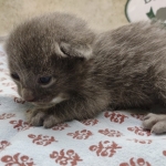 Blue-Male-Savannah-kitten