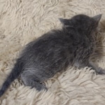 Blue-male-Kitten-a