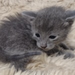 Blue-male-Kitten-b