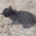 Blue-male-Kitten