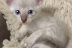 Savannah Kitten F-6SBT Snow Male #2 DOB 4-3-25