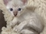 Savannah Kitten F-6SBT Snow Male #2 DOB 4-3-25