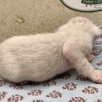 Snow-Male-Savannah-2-d